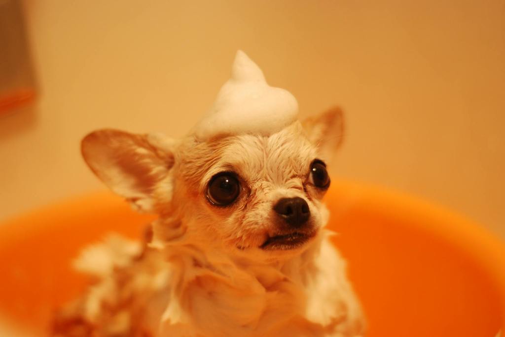 Pets That Will Improve Your Life